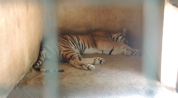 Financial crisis endangers Lebanese zoo animals